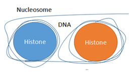 The in-vitro Detection and Extraction of Various Histones