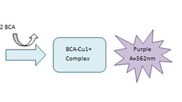 The total protein quantitative method: Introduction and Advantages & Disadvantages.