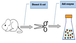 Primary Cell Culture: Principle and Application 