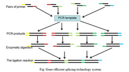 The high efficient technology on gene seamless-splicing