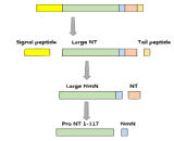 Proneurotensin/neuromedin N (ProNT/NMN)