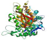 1,4-Alpha-Glucan Branching Enzyme 1 (GBE1)