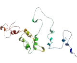 1-Acylglycerol-3-Phosphate-O-Acyltransferase 3 (AGPAT3)