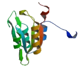 1-Aminocyclopropane-1-Carboxylate Synthase (ACCS)