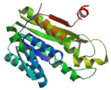 11-Beta-Hydroxysteroid Dehydrogenase Type 1 (HSD11b1)