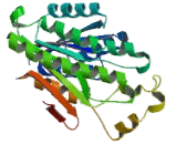 15-Hydroxyprostaglandin Dehydrogenase (HPGD)