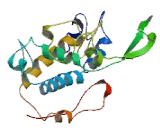 Cytochrome P450 17A1 (CYP17A1)