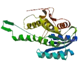 17-Beta-Hydroxysteroid Dehydrogenase Type 10 (HSD17b10)