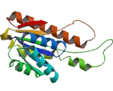 17-Beta-Hydroxysteroid Dehydrogenase Type 12 (HSD17b12)