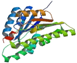 17-Beta-Hydroxysteroid Dehydrogenase Type 13 (HSD17b13)