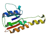 17-Beta-Hydroxysteroid Dehydrogenase Type 2 (HSD17b2)