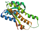 17-Beta-Hydroxysteroid Dehydrogenase Type 6 (HSD17b6)