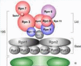 19S-Proteasome (19S-PSM)