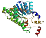 2,4-Dienoyl Coenzyme A Reductase 1 (DECR1)