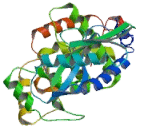 2',5'-Oligoadenylate Synthetase 2 (OAS2)