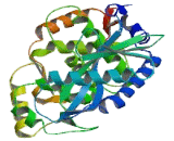 2',5'-Oligoadenylate Synthetase 3 (OAS3)