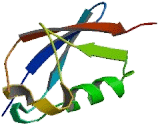 2',5'-Oligoadenylate Synthetase Like Protein (OASL)