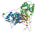 2-Hydroxyacyl Coenzyme A Lyase 1 (HACL1)