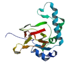 2-Oxoglutarate And Iron Dependent Oxygenase Domain Containing Protein 2 (OGFOD2)