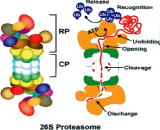 26S-Proteasome (26S-PSM)