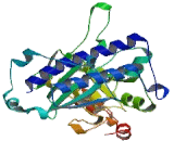 3',5'-Bisphosphate Nucleotidase 1 (BPNT1)