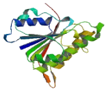 3-Beta-Hydroxysteroid Dehydrogenase Type 1 (HSD3b1)