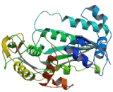 3-Beta-Hydroxysteroid Dehydrogenase Type 3 (HSD3b3)