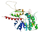 3-Beta-Hydroxysteroid Dehydrogenase Type 4 (HSD3b4)