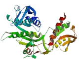 3-Beta-Hydroxysteroid Dehydrogenase Type 6 (HSD3b6)