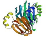 3-Hydroxyanthranilate-3,4-Dioxygenase (HAAO)