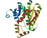 3-Hydroxybutyrate Dehydrogenase 2 (BDH2)