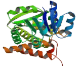 3-Hydroxyisobutyrate Dehydrogenase (HIBADH)