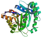 3-Hydroxymethyl-3-Methylglutaryl Coenzyme A Lyase Like Protein 1 (HMGCLL1)