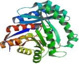 3-Hydroxymethyl-3-Methylglutaryl Coenzyme A Lyase (HMGCL)