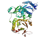 3'-Phosphoadenosine 5'-Phosphosulfate Synthase 1 (PAPSS1)