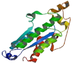 3'-Phosphoadenosine 5'-Phosphosulfate Synthase 2 (PAPSS2)