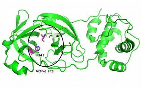 3C-like proteinase, SARS-CoV-2 (3CLP)