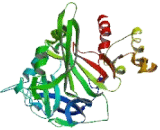 4-Hydroxyphenylpyruvate Dioxygenase Like Protein (HPDL)