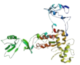 5'-3'Exoribonuclease 1 (XRN1)