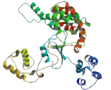 5'-3'Exoribonuclease 2 (XRN2)