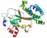 5-Methyltetrahydrofolate Homocysteine Methyltransferase (MTR)