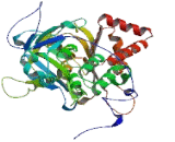 5-Methyltetrahydrofolate Homocysteine Methyltransferase Reductase (MTRR)