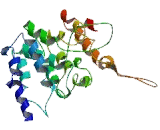 5'-Nucleotidase, Cytosolic IA (NT5C1A)