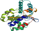 5'-Nucleotidase, Cytosolic III (NT5C3)