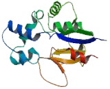 5'-Nucleotidase, Mitochondrial (NT5M)