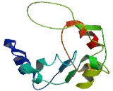 5'-Nucleotidase Domain Containing Protein 1 (NT5DC1)