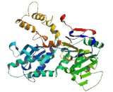 5'-Nucleotidase Domain Containing Protein 3 (NT5DC3)