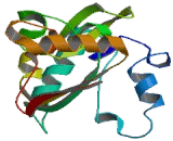 6-Phosphogluconolactonase (PGLS)