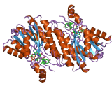 7-Alpha-Hydroxysteroid Dehydrogenase (HSD7a)