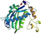 A Disintegrin And Metalloprotease 17 (ADAM17)